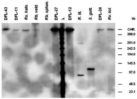 Southern Blot Hybridization Of The Dig Labeled Probe Pufd Against