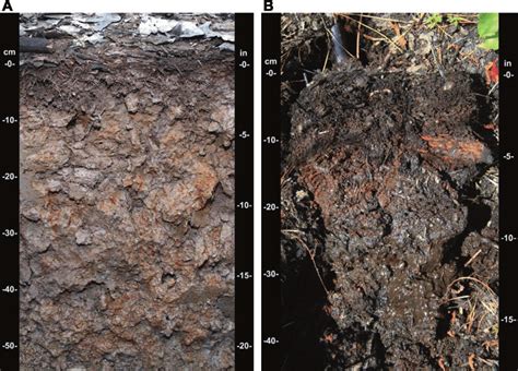 1 Examples of hydric soils: (a) Mineral soils have a characteristic ...