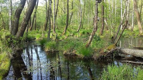 Poleski Park Narodowy