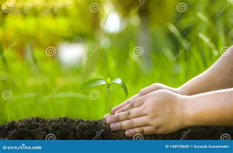 Plantando Rvores Amando O Ambiente E Protegendo A Natureza Que Nutre