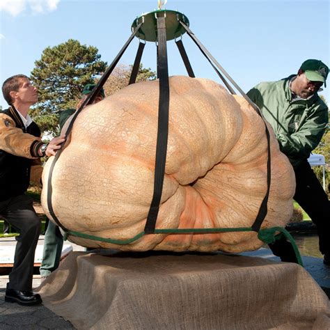 Semi Di Zucca Del Gigante Atlantico Kg Prezzo