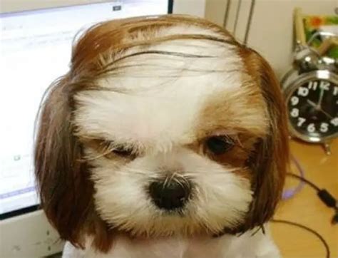 Dogs With Human Hairstyles - Slapped Ham