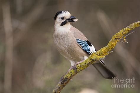 Eurasian Jay Garrulus Glandarius Photograph By Alon Meir