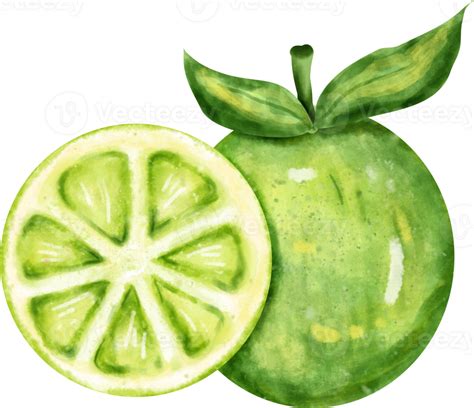 Watercolor Lime Vegetable 23324332 Png