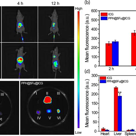 In Vivo NIR Fluorescence Imaging AGS Tumorbearing Nude Mice A In