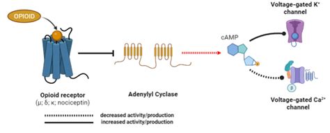 -Activation of the opioid receptor. Receptor activation decreases... | Download Scientific Diagram