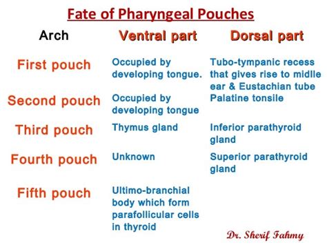 Pharyngeal Branchial Arches Special Embryology