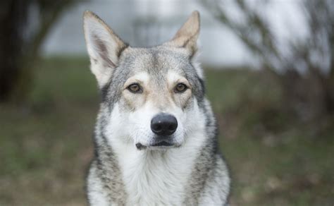 Wolf Like Dog Breeds: 18 Different Breeds That Look Like, 52% OFF