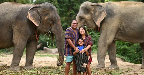 Koh Samui Elephant Sanctuary Entry And Feeding Experience Getyourguide