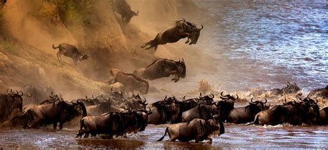 Great Migration Kenya – Guide To Wildebeest Migration Safari