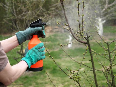 Diseases And Pests Of Fruit Trees Treatments Upkeen