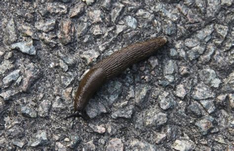 6 Ways To Get Rid Of Slugs In Your House Dengarden