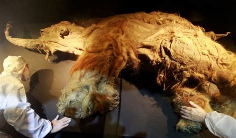 Scientists 'Revived' Cells From a 28,000-Year-Old Woolly Mammoth