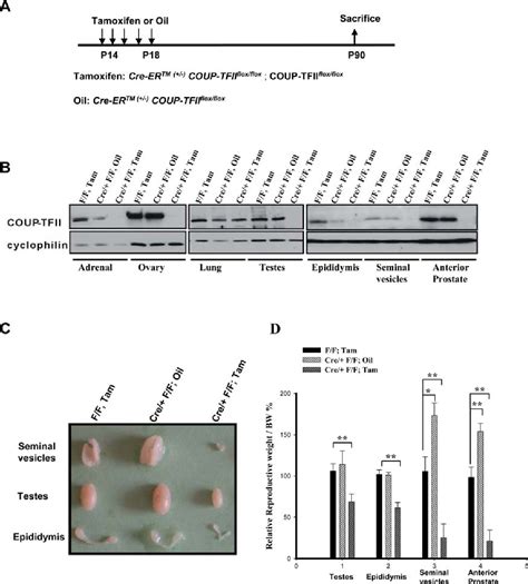 Figure 1 From Essential Roles Of Coup Tfii In Leydig Cell