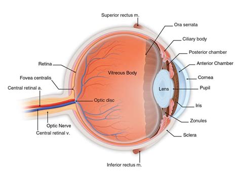 Basic Eye Anatomy - South Bay Ophthalmology