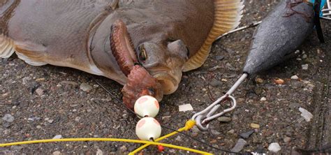 Fladfisk S Son Hvor Og Hvorn R Guide Til Fangst