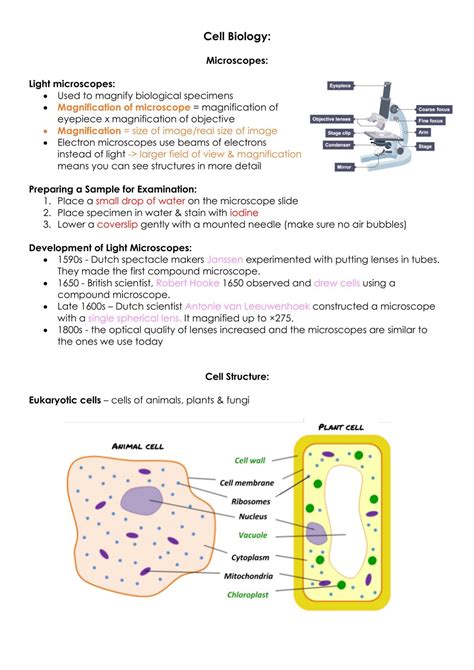 Animal Cells Revision Notes B Cell Types And Functions Cells Are