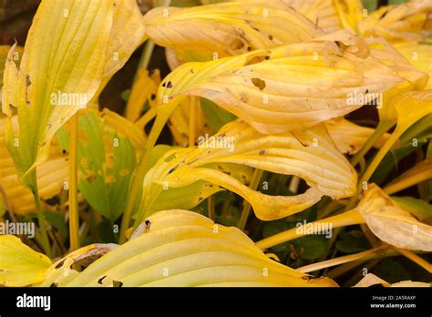 Hosta Leaves In Autumn Showing Lovely Range Of Pastel Yellow Shades