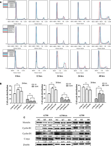 Mortalin Promotes Ovarian Cancer Cell Proliferation And Accelerates Download Scientific Diagram