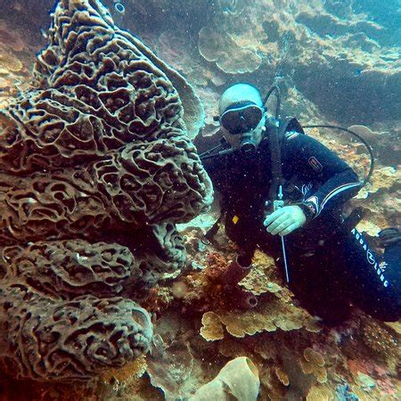 Miguel's Diving Gorontalo - 2019 All You Need to Know BEFORE You Go ...