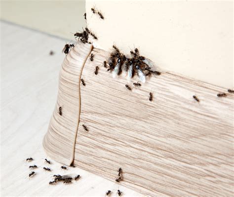 Insectsantsinthehouseonthebaseboardsandwall Pointe Pest