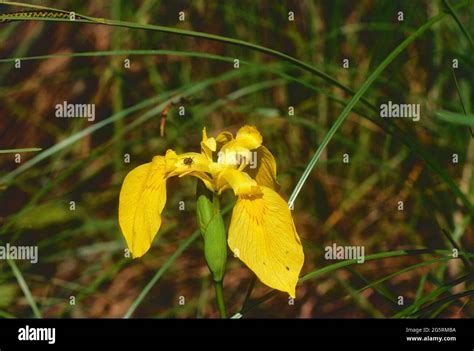 Flower Sumpf Schwertlilie Iris Pseudacorus Hi Res Stock Photography And