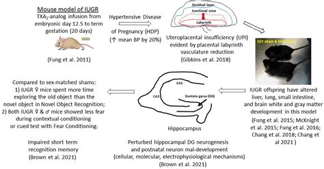 Frontiers Effects Of Intrauterine Growth Restriction On Embryonic Hippocampal Dentate Gyrus