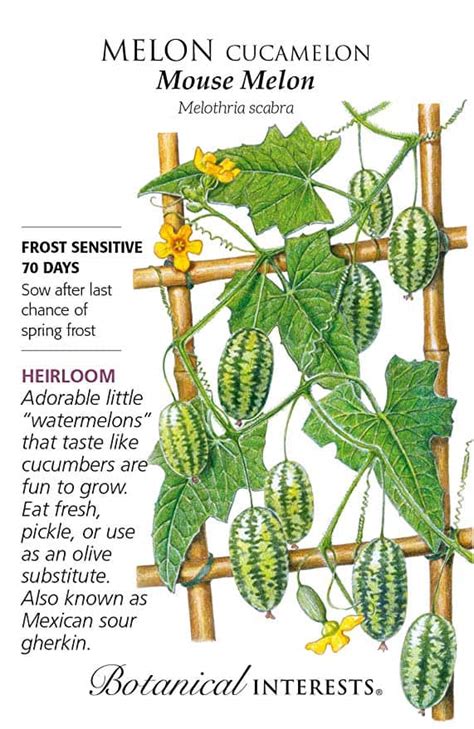 How To Grow Cucamelons In Your Garden The Homespun Hydrangea