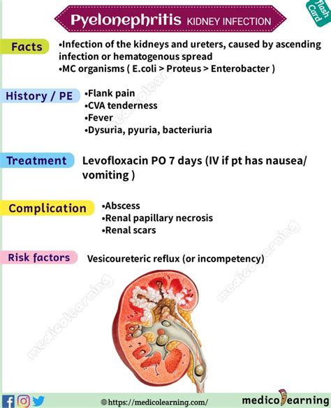 Pyelonephritis MedicoLearning