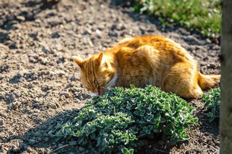 Ginger Cat Smelling And Eating Catmint Stock Photo Image Of Smelling