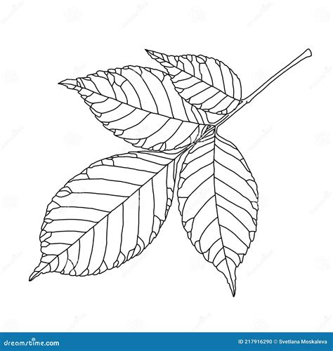 Ash Tree Leaf Line Drawing With Decorative Veining Vector Art Illustration Stock Vector