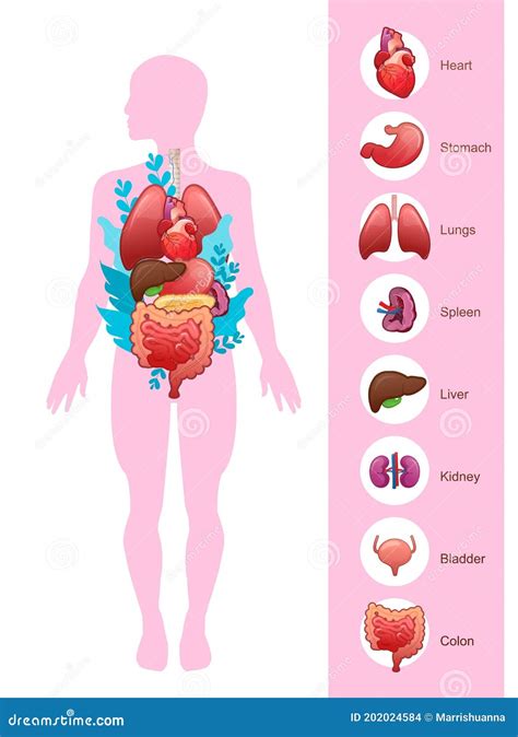 Organs Of The Gastrointestinal Tract Esophagus Stomach Duodenum