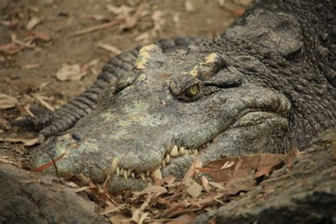 Close-up of Crocodile · Free Stock Photo