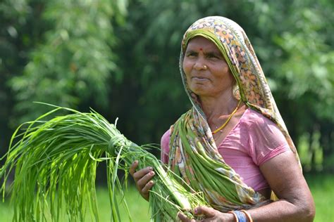 Seeds For Needs Approach To Develop Climate Resilient Crop Varieties