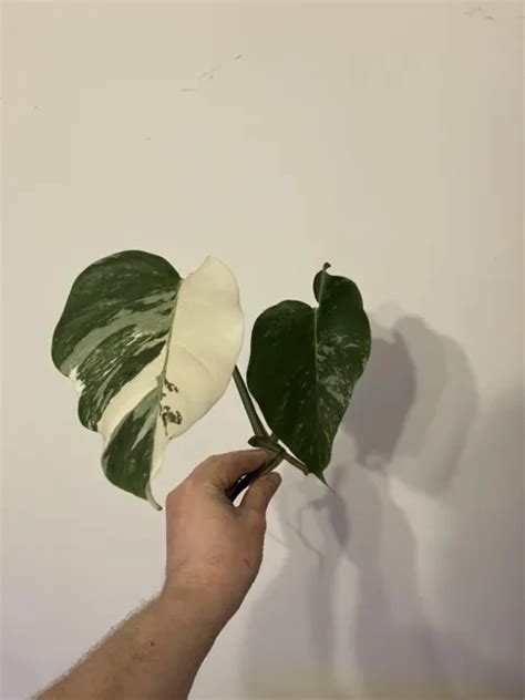 VARIEGATED MONSTERA DELICIOSA Albovariegata Monstera Albo Thai