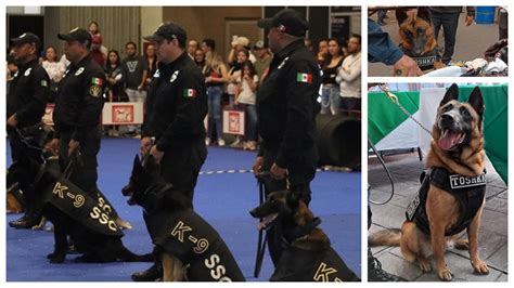 Unidad Canina K9 primera línea contra la delincuencia Máspormás