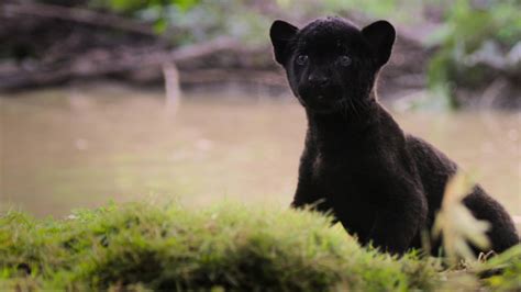 Ella Und Der Schwarze Jaguar Filme Kaufen Ausleihen Rakuten Tv