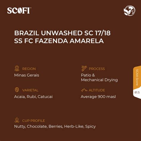 Raw Brazil Fazenda Amarela Arabica Coffee Beans Coffee Beans Supplier