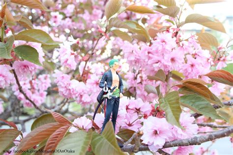 One Piece Cherry Blossoms Zoro By Memiorsofanotaku On Deviantart