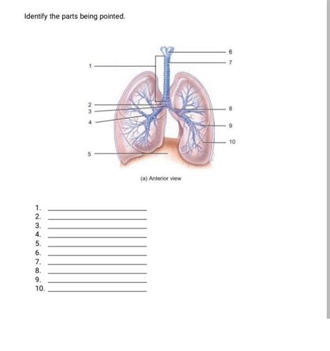 Solved Identify The Parts Of The Larynx Hyold Bone 10 Chegg