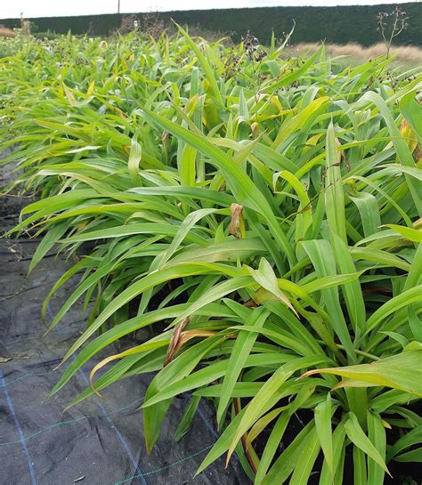 Arthropodium Cirratum Te Puna Nurseryman