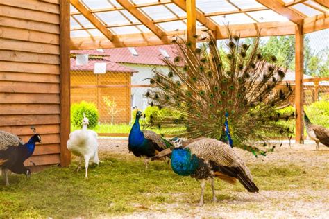 Peacocks For Sale In Pa Finding Peafowl In Pennsylvania Chicken And Chicks Info