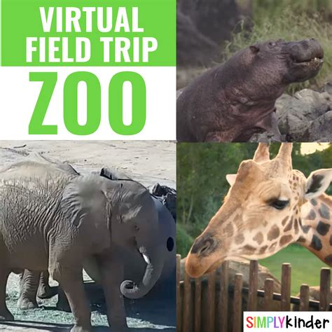 Zoo Virtual Field Trip - Simply Kinder