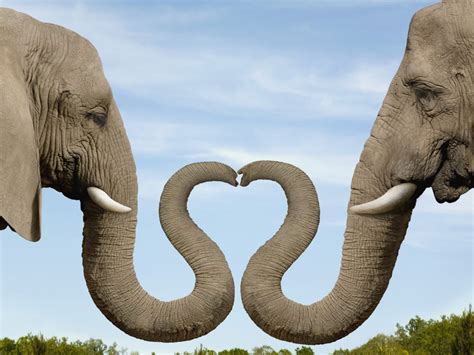 Elephants Making Heart Shape With Trunks Tony Agnesi