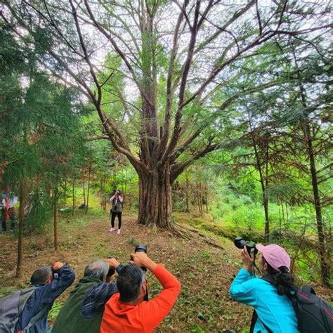 我县举办“守护古树名木 留住美丽乡愁”摄影采风活动仁化县