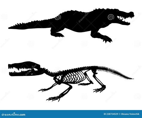 Crocodile Skeleton Vintage Illustration 163218040