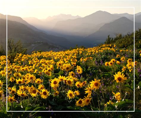 Savoir Reconna Tre Les Plantes M Dicinales De Nos Montagnes Montagne