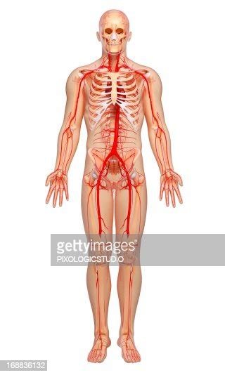 Human Arteries Artwork High Res Vector Graphic Getty Images