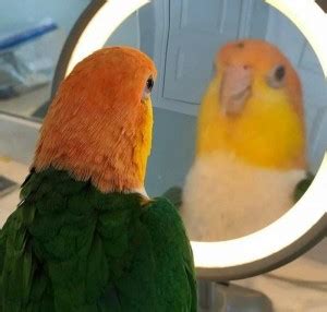 Create Meme Parrot Funny Parrot In The Mirror Pictures Meme