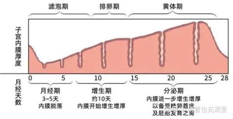 解析子宫内膜及正常范围的相关知识 知乎